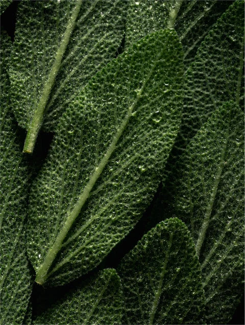 Balancing Microbiome Prebiotics Face Mist