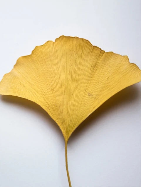 Powered Antioxidant Ginkgo Gel Booster 20 ml